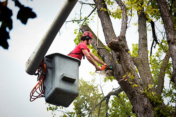 Tree Removal for Businesses in Ashland, WI